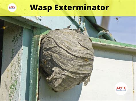wasp.inspector|exterminator for wasps near me.